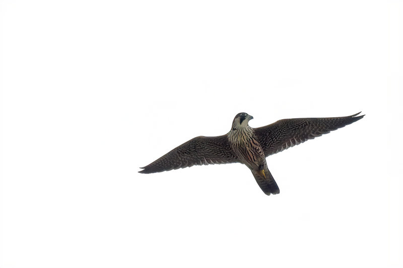 Peregrine Falcon (Falco peregrinus)