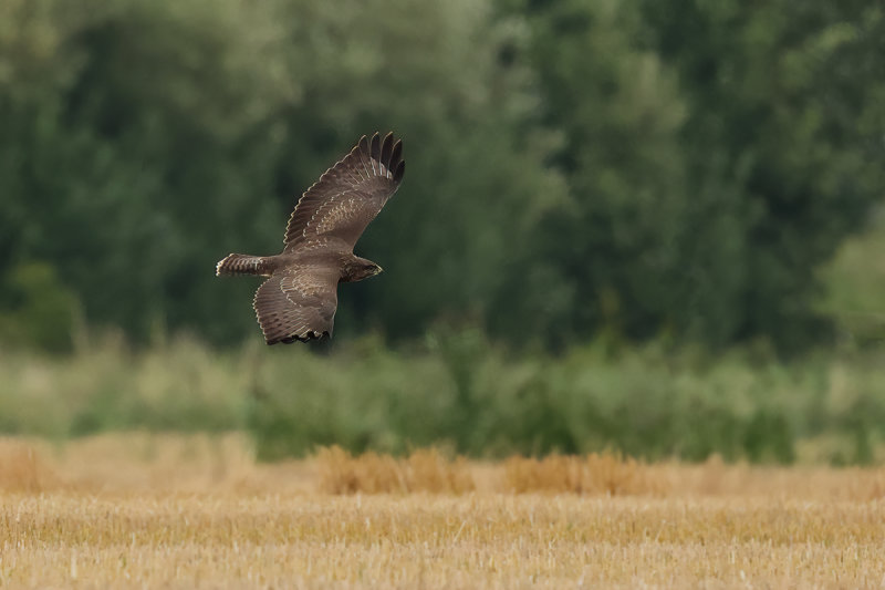 Common Buzzard (Buteo buteo) 