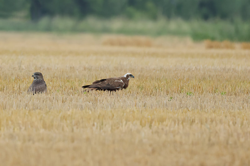 Common Buzzard & Western Marsh Harrier