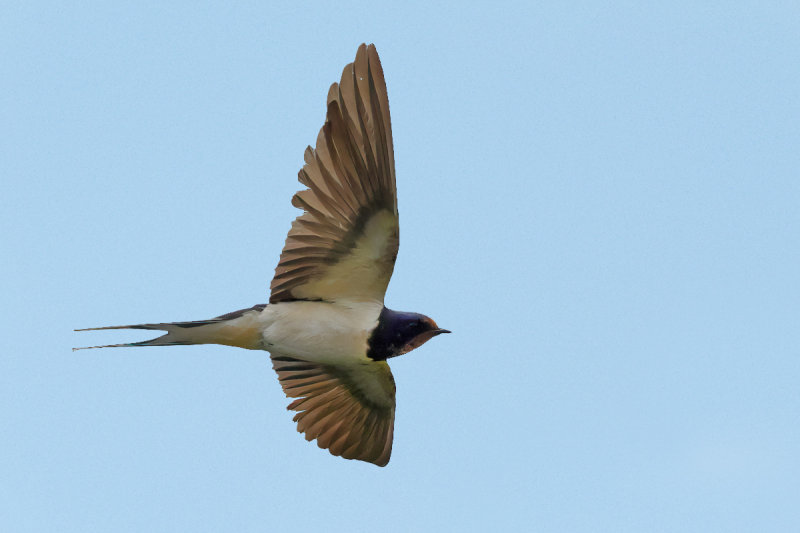 Barn Swallow (Hirundo rustica)