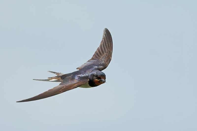 Barn Swallow (Hirundo rustica)