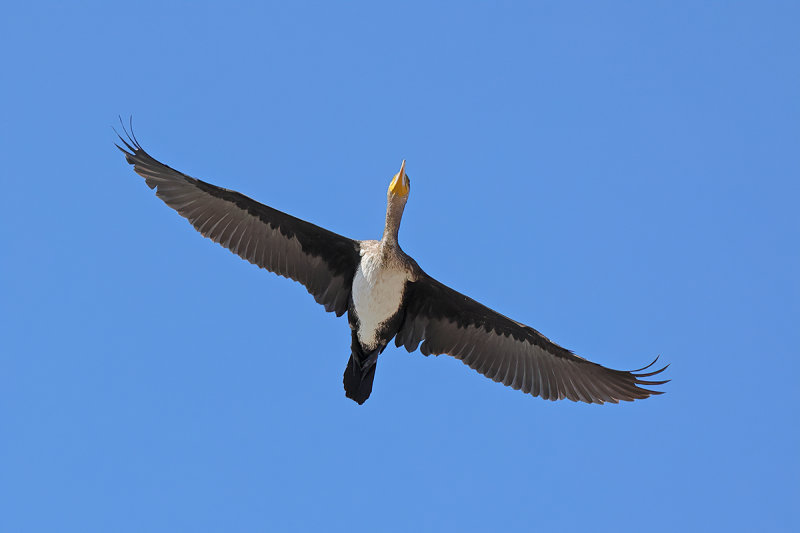Great Cormorant (Phalacrocorax carbo) 