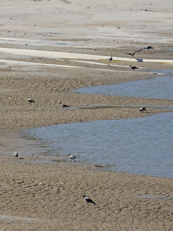 Hooded Crow (Corvus cornix)