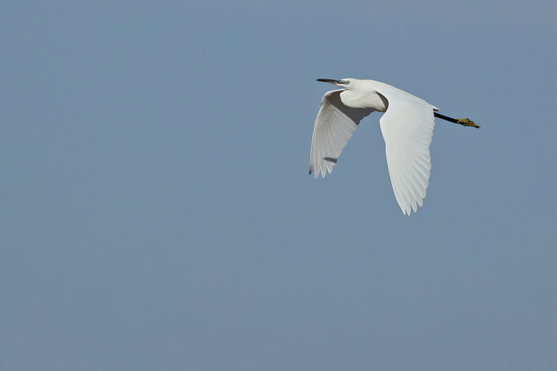 Little Egret (Egretta garzetta)