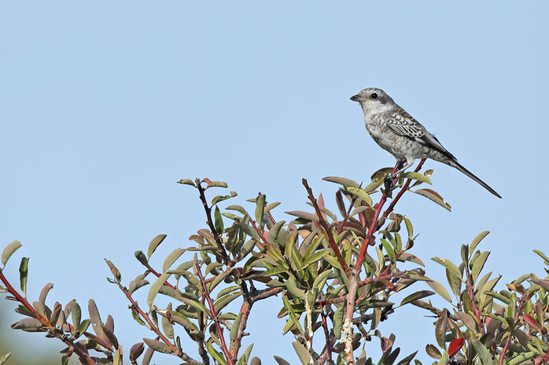 Masked shrike (Lanius nubicus)