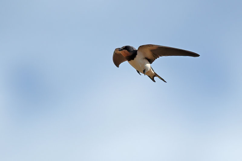 Barn Swallow (Hirundo rustica)