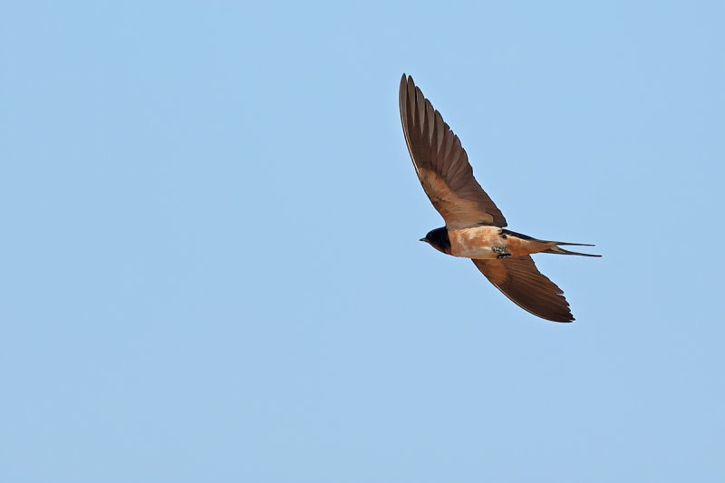 Barn Swallow (Hirundo rustica)