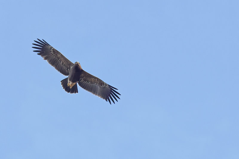 Gallery Lesser Spotted Eagle
