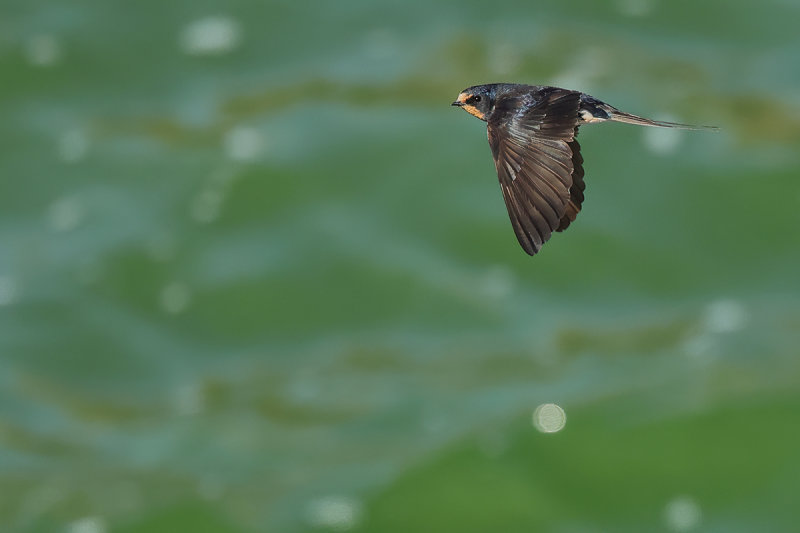 Barn Swallow (Hirundo rustica)