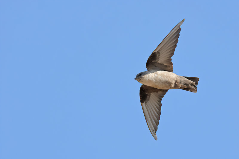 Crag Martin (Ptyonoprogne rupestris)