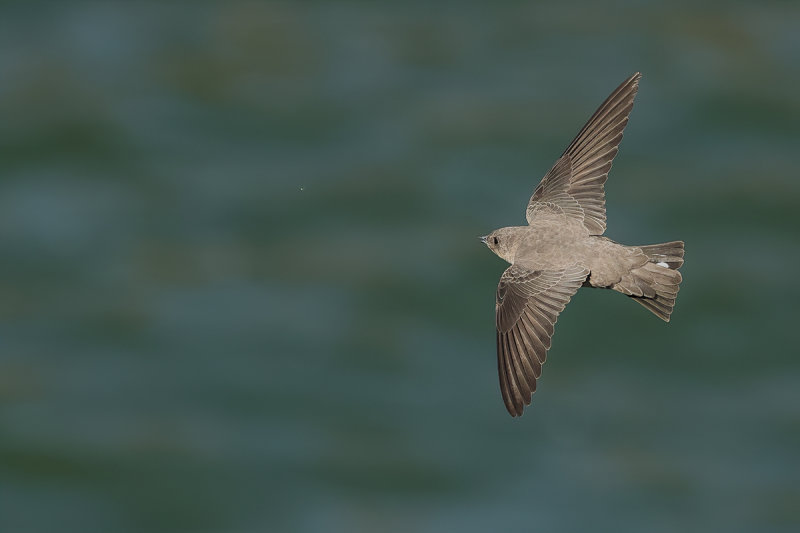 Crag Martin (Ptyonoprogne rupestris)