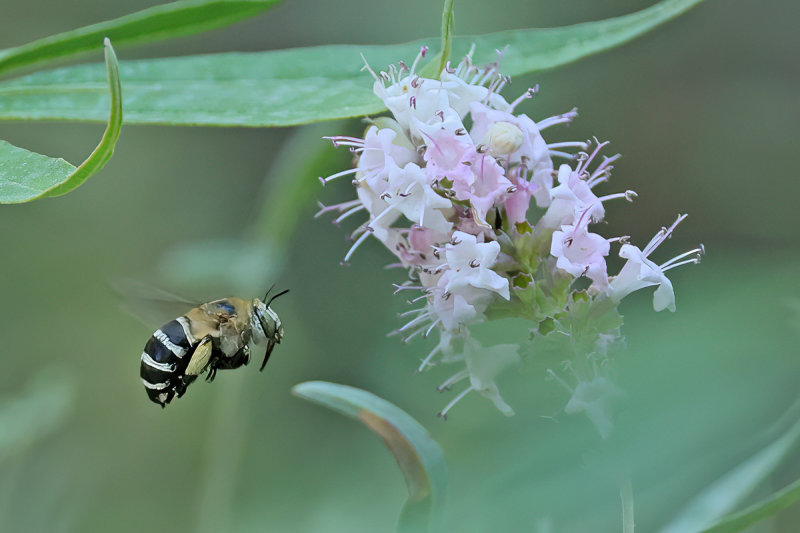 White-cheeked Banded Digger Bee  (Amegilla albigena)
