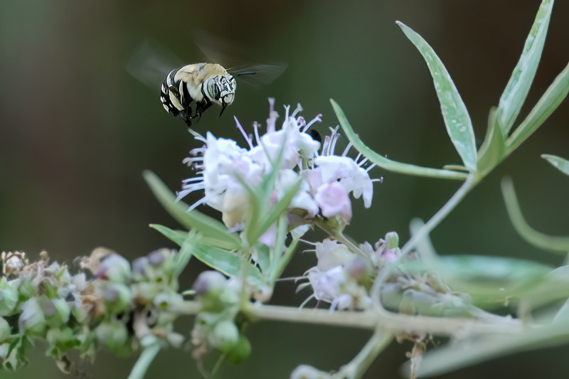White-cheeked Banded Digger Bee  (Amegilla albigena)