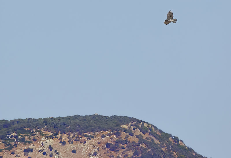 Short-toed Eagle (Circaetus gallicus) 