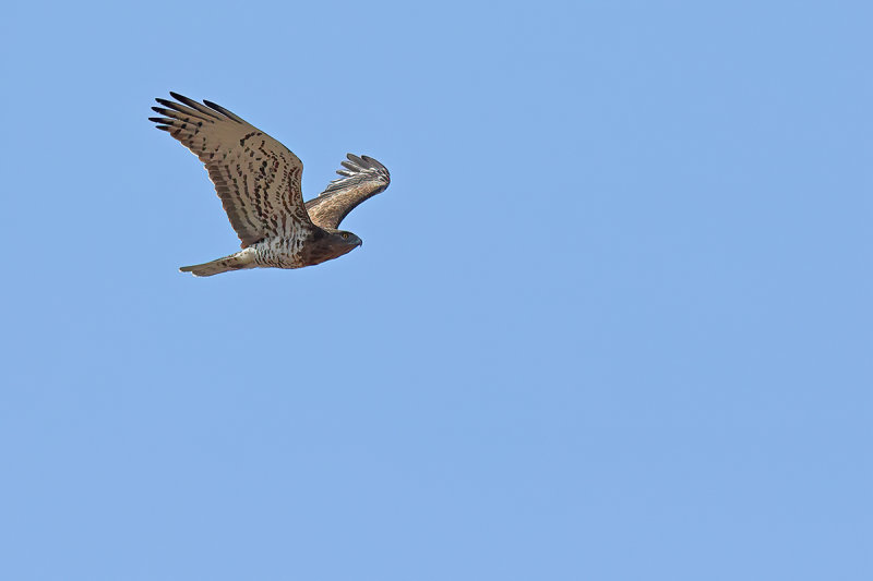 Short-toed Eagle (Circaetus gallicus) 
