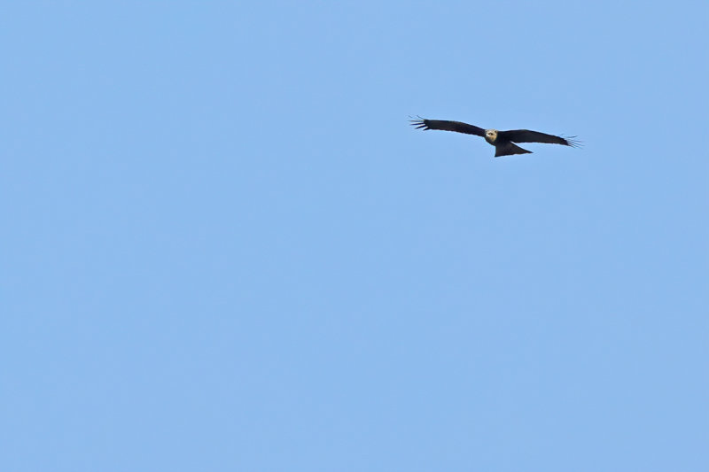 Black Kite  (Milvus migrans)