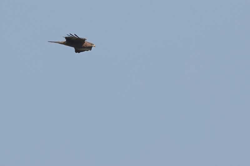 European honey buzzard (Pernis apivorus)