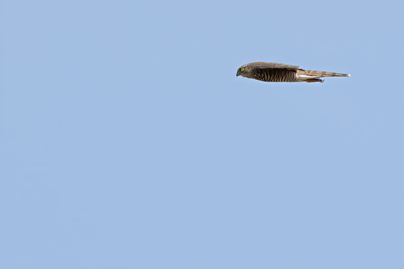Eurasian Sparrowhawk (Accipiter nisus) 