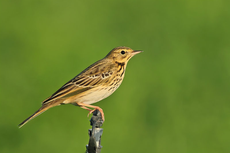 Gallery Tree Pipit 