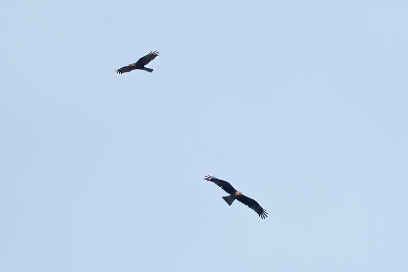 Marsh Harrier & Black Kite