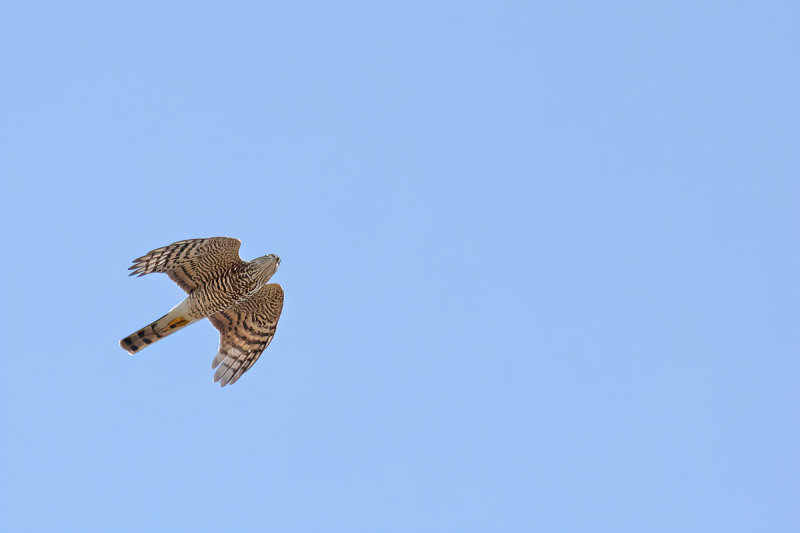 Eurasian Sparrowhawk (Accipiter nisus) 