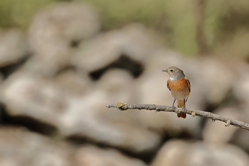 Common Redstart (Phoenicurus phoenicurus)