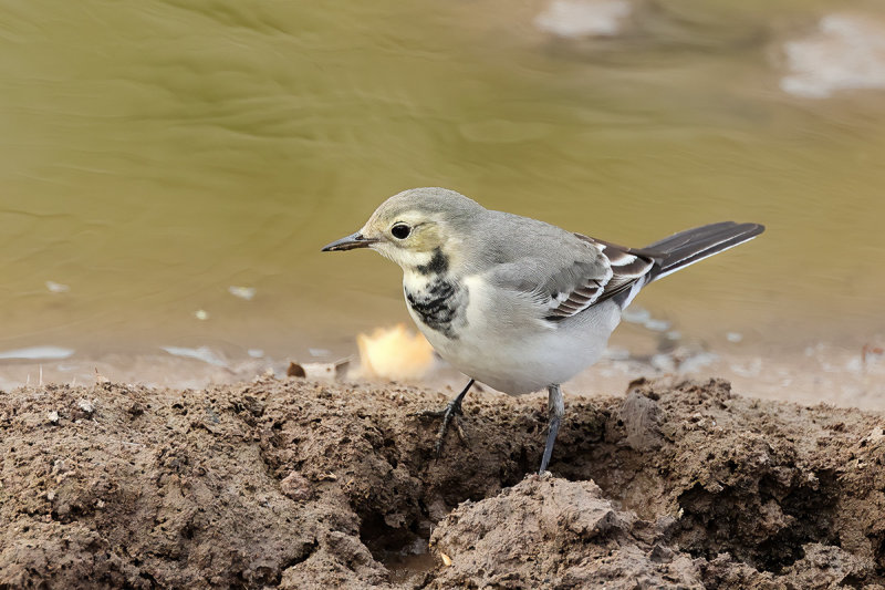 White Wagtail (Motacilla alba)