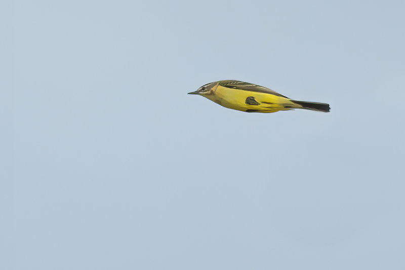 Yellow Wagtail (Motacilla - flava)