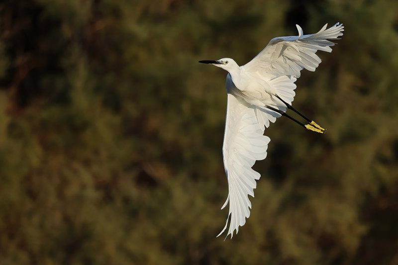 Little Egret (Egretta garzetta)