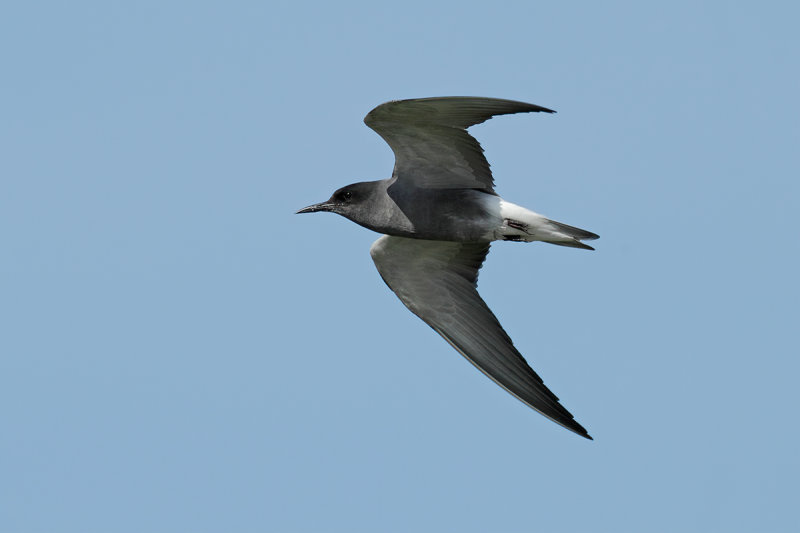 Black Tern (Chlidonias niger)