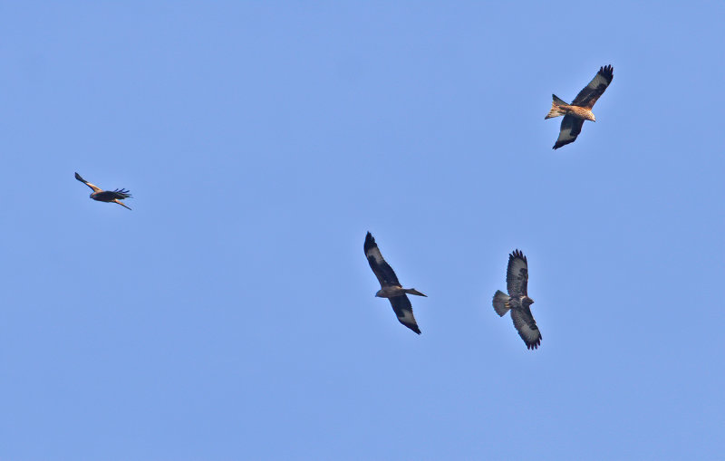 Red Kite & Common Buzzard