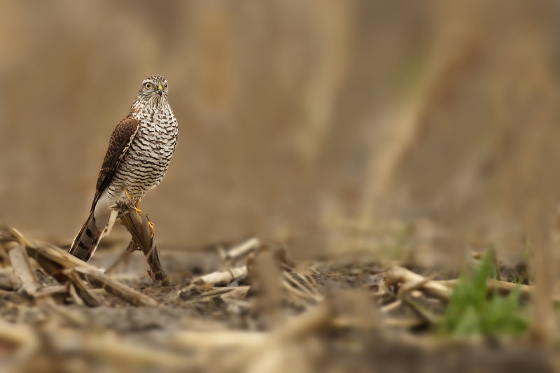 Eurasian Sparrowhawk (Accipiter nisus)