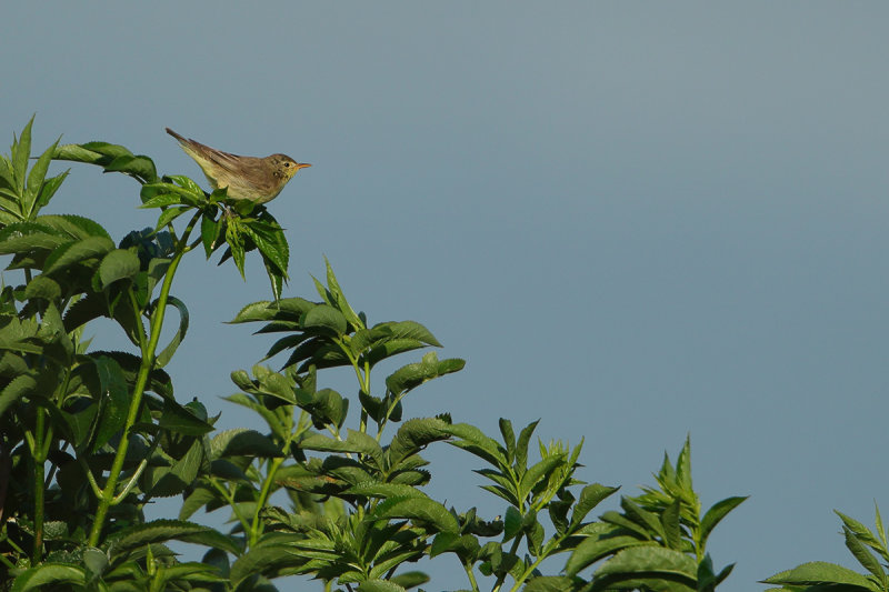 Icterine Warbler (Hippolais icterina)