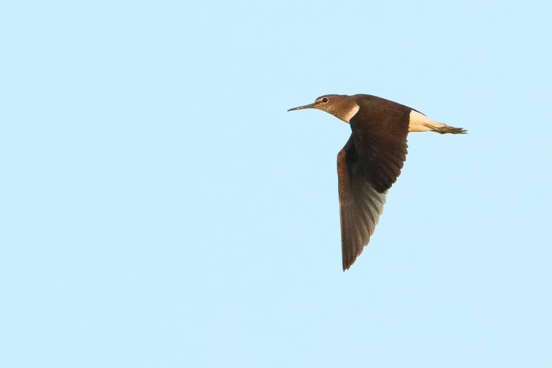 Green Sandpiper (Tringa ochropus) 