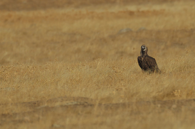 Eurasian Black Vulture (Aegypius monachus) 