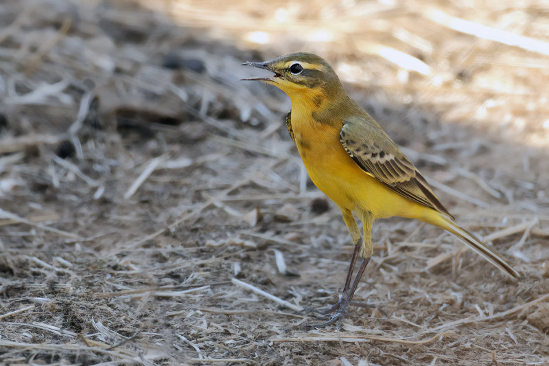 Yellow Wagtail (Motacilla - flava)