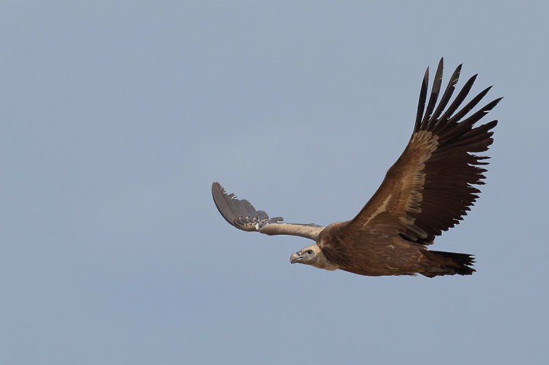 Griffon vulture (Gyps fulvus)