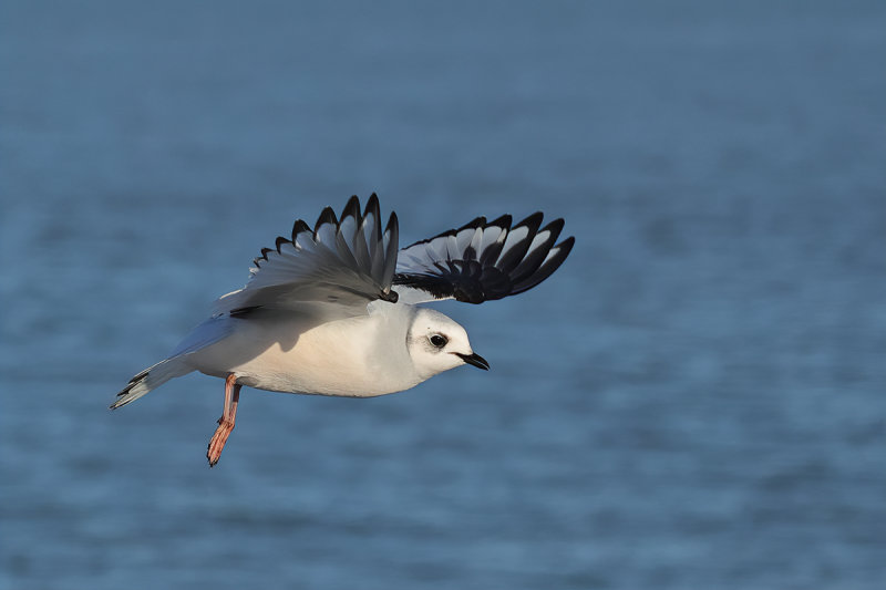 Ross's Gull - (Rhodostethia rosea)