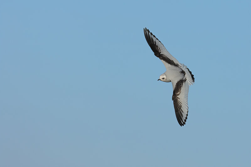 Ross's Gull - (Rhodostethia rosea)