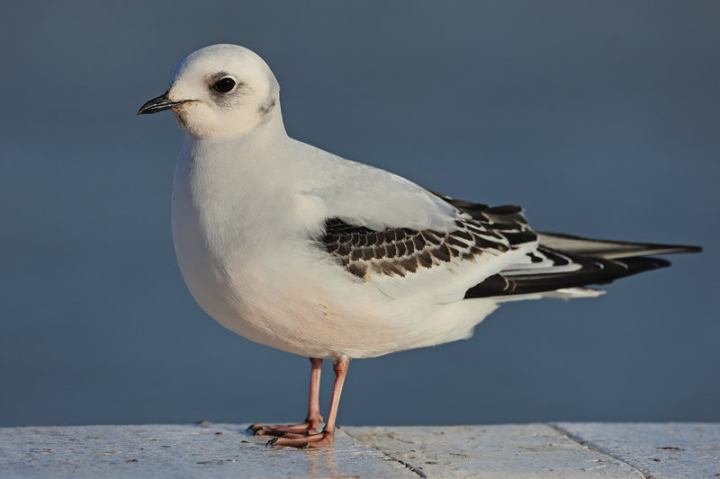 Ross's Gull - (Rhodostethia rosea)