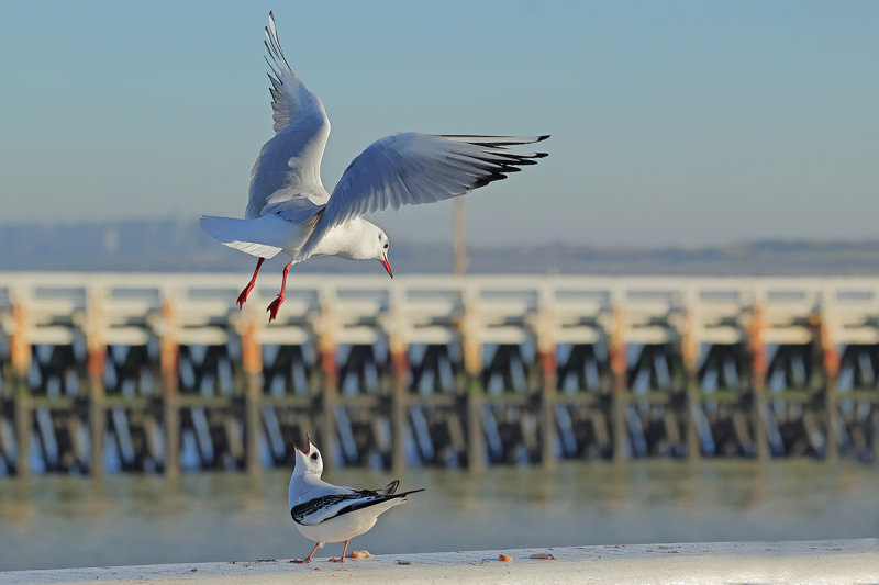 Ross's Gull - (Rhodostethia rosea)