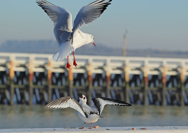 Ross's Gull - (Rhodostethia rosea)