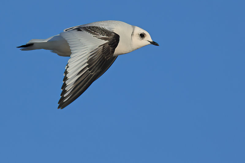 Ross's Gull - (Rhodostethia rosea)