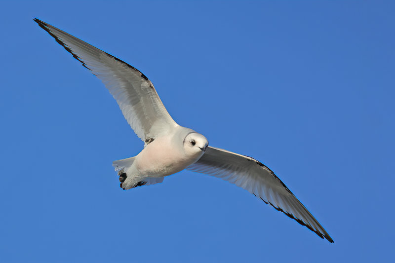 Ross's Gull - (Rhodostethia rosea)