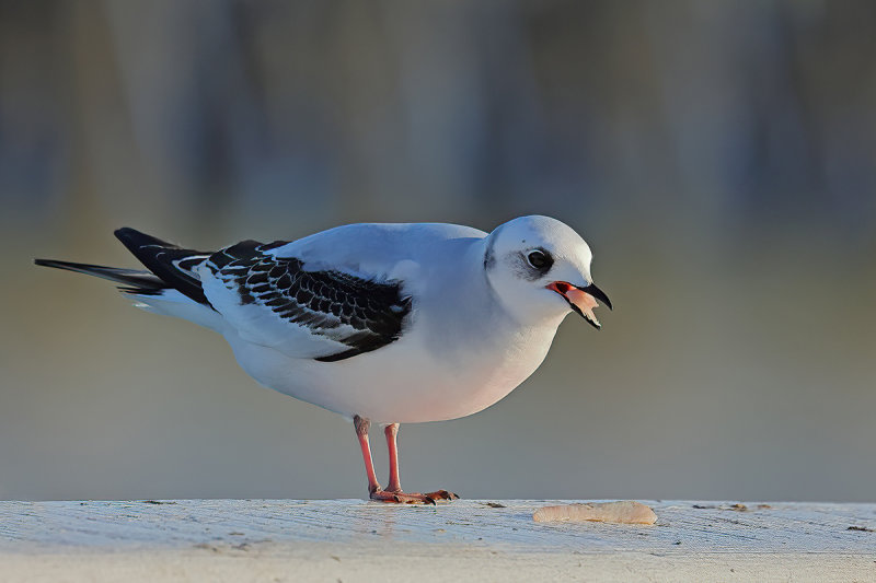 Ross's Gull - (Rhodostethia rosea)