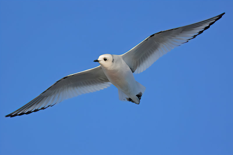 Ross's Gull - (Rhodostethia rosea)