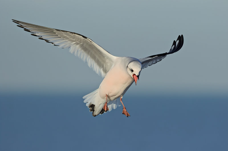Ross's Gull - (Rhodostethia rosea)