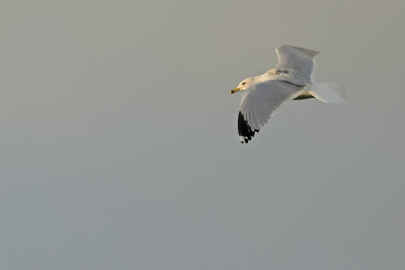Ring-billed gull (Larus delawarensis)