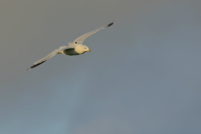 Ring-billed gull (Larus delawarensis)