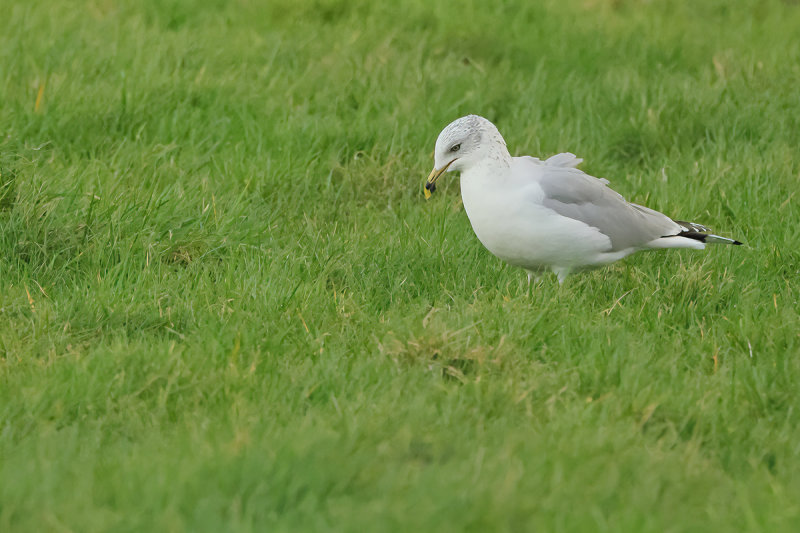 Ring-billed gull (Larus delawarensis)